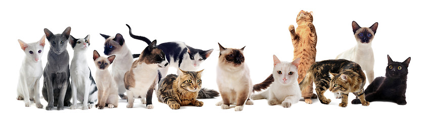 Image showing cats in studio