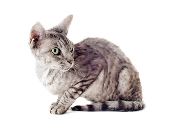 Image showing devon rex cat