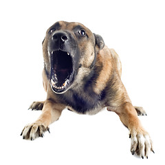 Image showing angry malinois