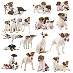 Image showing jack russel terrier