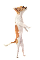 Image showing chihuahua upright