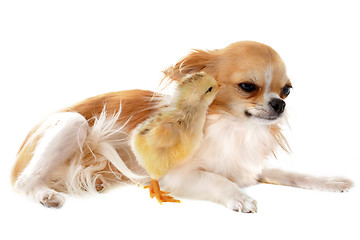 Image showing chihuahua and chick