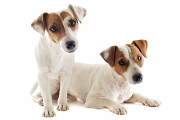 Image showing two jack russel terrier