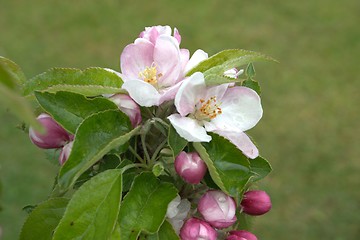 Image showing apple blossom