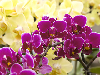 Image showing violet and yellow orchids