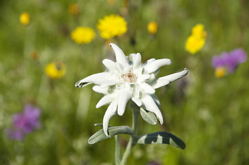 Image showing edelweiss leontopodium alpinum