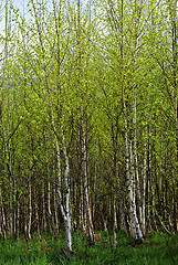 Image showing Birch Forest