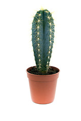 Image showing green prickly cactus in pot