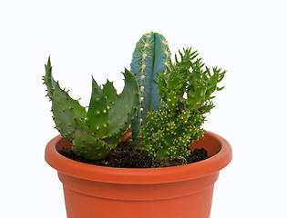 Image showing Group of succulent