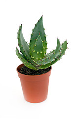 Image showing Aloe vera in a pot