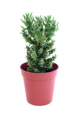 Image showing succulent in a pot
