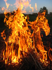 Image showing Fire in the field