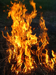 Image showing Fire in the field