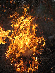 Image showing Fire in the field