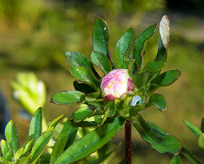 Image showing Colorful Aster flowers