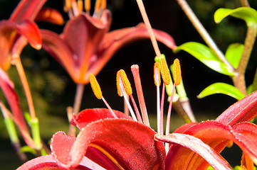 Image showing A close up of the flower of lily. Lilium pensylvanicum