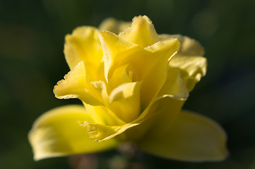 Image showing Daylily on garden background