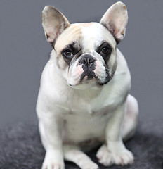 Image showing Portrait puppy  french bulldog