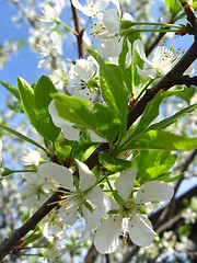 Image showing Blossoming tree of plum