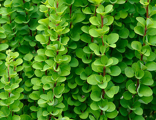 Image showing background of green branches and leaves of barberry