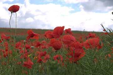 Image showing Red poppy