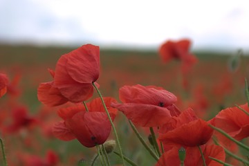Image showing Red poppy close