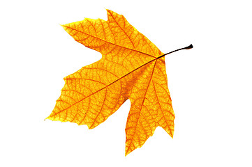 Image showing Platanus Leaf Isolated