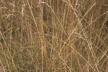 Image showing grass