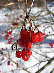 Image showing red guelder-rose
