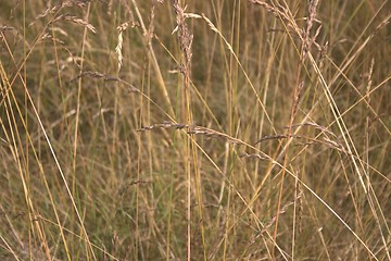 Image showing Grass