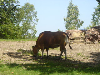Image showing Lonely Cow