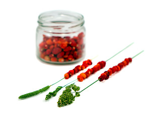 Image showing Wild strawberries in pot string on bent isolated 