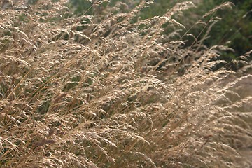 Image showing Grass