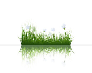 Image showing grass on water