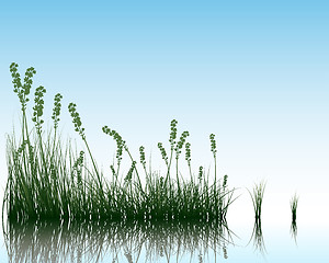 Image showing grass on water