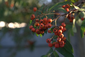 Image showing Rowan berry