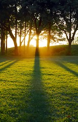 Image showing Setting sun casting tree shadows