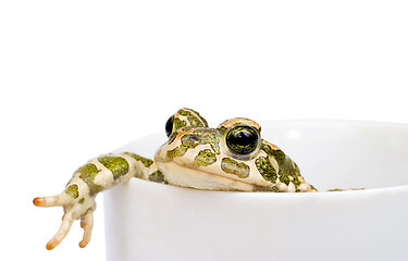 Image showing Green toad in white cup