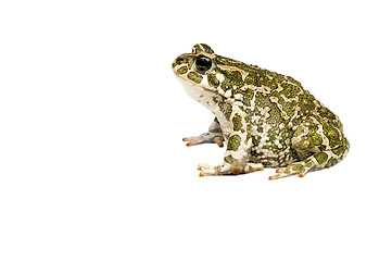 Image showing Green toad isolated