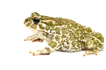 Image showing Green toad isolated