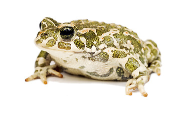 Image showing Green toad