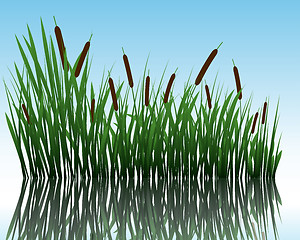 Image showing grass on water