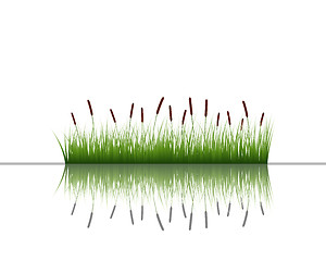 Image showing grass on water