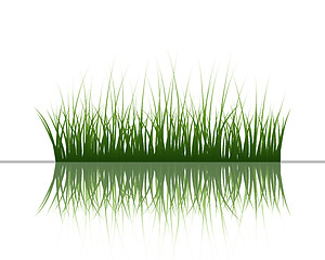 Image showing grass on water