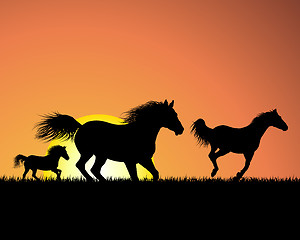 Image showing horse on sunset background