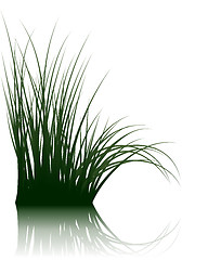 Image showing grass on water