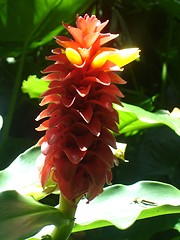 Image showing Flower