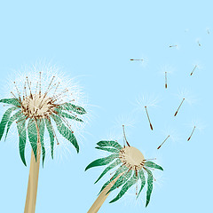 Image showing dandelions