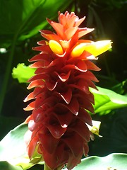 Image showing Flower