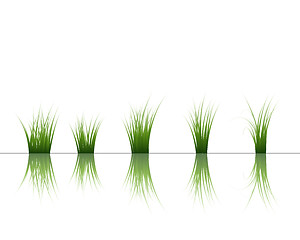 Image showing grass on water